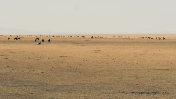 Uma manada de gnus na savana de Masai Mara antes da migração — Vídeo de Stock
