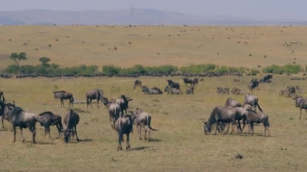 Visa för en stor besättning av Wildebeest som betar i Savannah Reserve Maasai Mara — Stockvideo