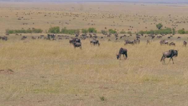 Vista de una enorme manada de ñus que pastan en la reserva de Savannah Maasai Mara — Vídeo de stock