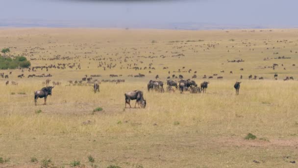 African Savannah Valley dove migliaia di Wildebeest pascolano erba secca gialla — Video Stock