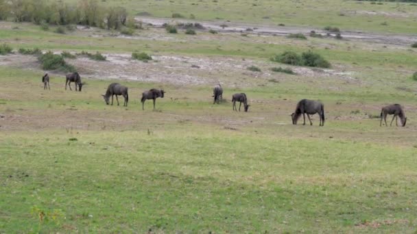 Stado GNU pasące się na łące w afrykańskiej sawanny — Wideo stockowe