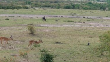 Antilop Thomson Afrika savana çalıların birbiri ardına gitmek