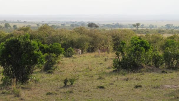Антилопа все еще стоит среди буш в африканской саванне — стоковое видео