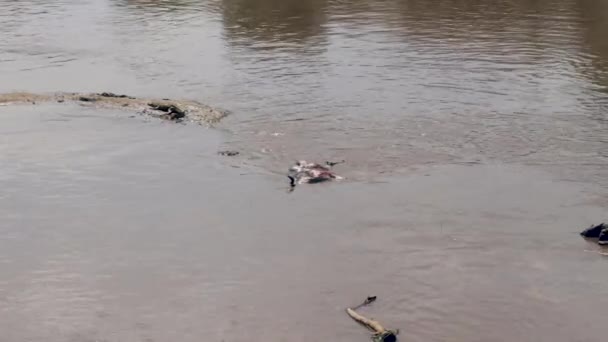 Dode gnoes In de Mara rivier krokodil eet — Stockvideo