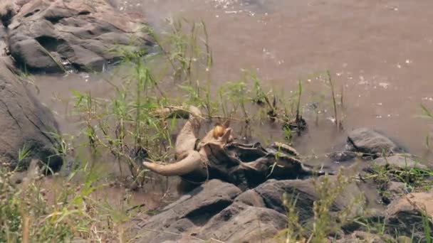 Teschio con antilope corna Gnu sulla riva del fiume Mara in Africa — Video Stock