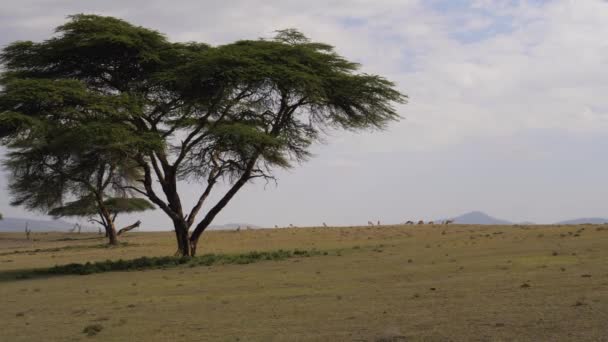 Antelope pastando en una pradera verde o la sabana africana a los árboles de acacia — Vídeo de stock