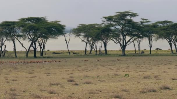 Bir Sürü Springboks Antilop Afrika Savana Alanında Göl Güzel Akasya — Stok video