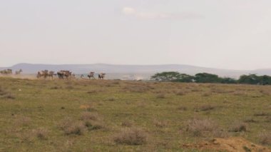 Antilop sürüsü hızlı bir şekilde Afrika Savannah avcılardan kaçar.