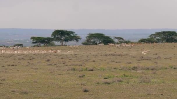 Stado antylopy Springbok szybko uruchomić z drapieżnikiem na afrykańskiej sawannie — Wideo stockowe