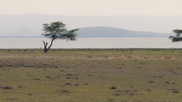 Una mandria di gazzelle fugge rapidamente da un predatore sulla savana africana — Video Stock