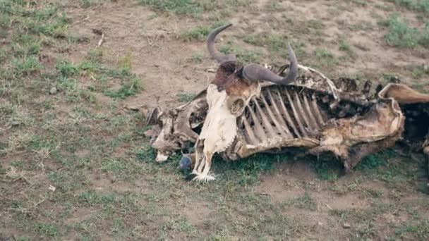Close-Up van het skelet van een Afrikaanse Wildebeest met een schedel op de grond — Stockvideo