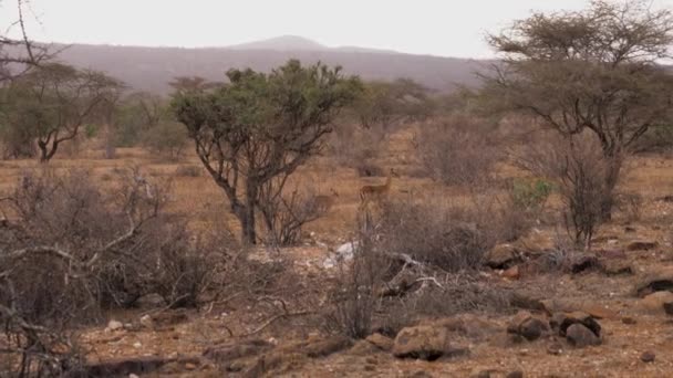 Vilda kvinnliga antilop med sin Baby i buskarna av afrikanska Samburu reservatet — Stockvideo