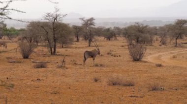 Afrika rezerv Kuru sezonunda kuru ot ile otlatma oryx antilop