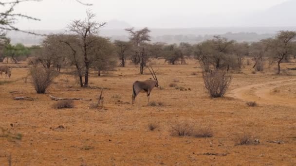 Oryx pâturage d'antilopes avec herbe sèche dans la saison sèche dans la réserve africaine — Video