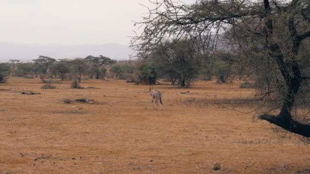 Антилопа Орикс ходит по равнине в сухой сезон в африканском заповеднике — стоковое видео