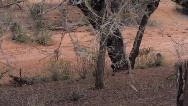 Impala salvaje africano masculino del antílope con las hembras que pastan en un lecho seco del río — Vídeo de stock