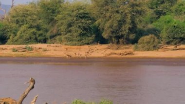 Afrika çalıların antilop sürüsü nehirde sulama sonra gider