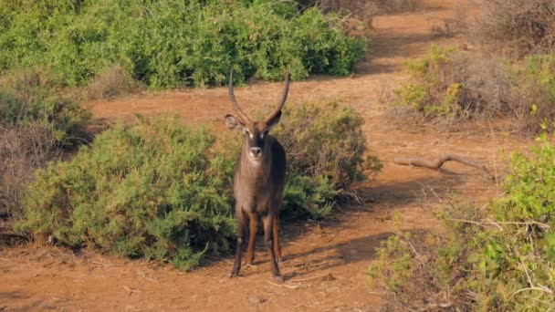 Антилопа Waterbuck дивлячись на камеру, то повертається і прогулянки звідси — стокове відео