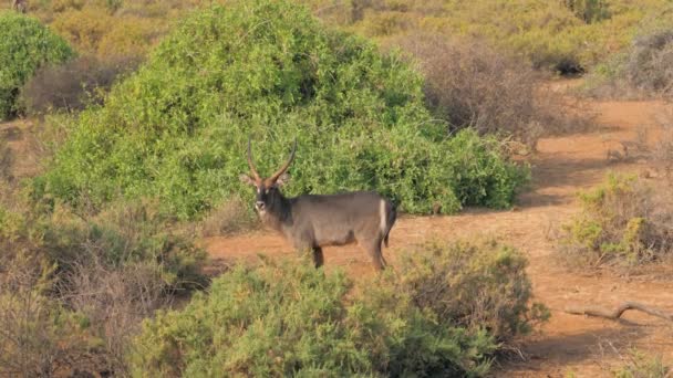 Retrato de antílope selvagem Waterbuck olhando para a câmera no samburu africano — Vídeo de Stock