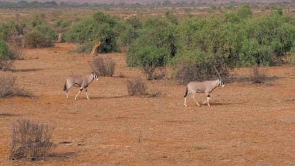 Oryx antilop Savannah yürür ve tehlikeden çalışmaya başlar — Stok video