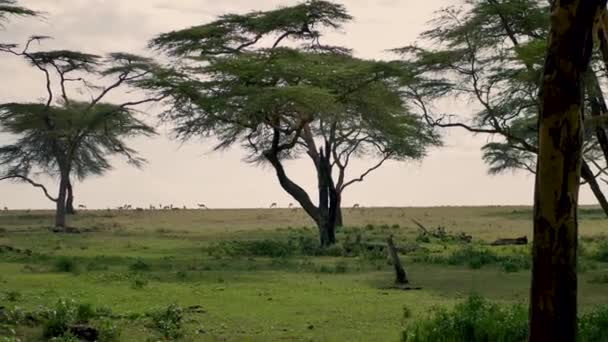 Antelope grazen op een groene weide of de Afrikaanse savanne aan de acaciabomen — Stockvideo