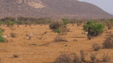 Oryx antilop çalışan ve Afrika savana otlatma