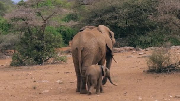 Afrikansk elefant med A Baby står bakåtkompatibilitet i savannen — Stockvideo