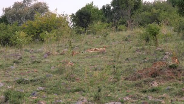 Afryki lwica z Cubs odpoczynku na trawie w pobliżu krzewów w Savannah — Wideo stockowe