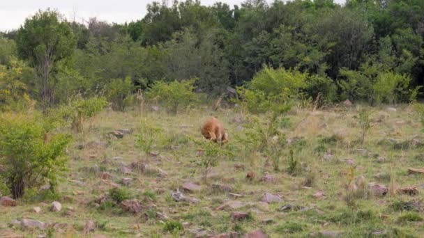 Lion africain marque son territoire dans la savane africaine avec des excréments — Video