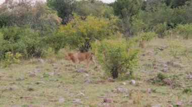 Kendi topraklarında Afrika savana vahşi Afrika aslanı yürür