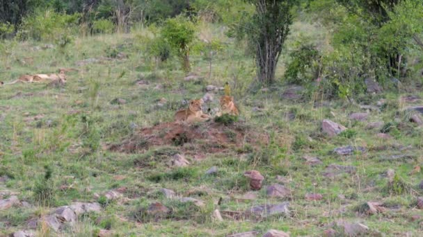 Львиные детеныши отдыхают на траве возле кустов в африканской Саванне — стоковое видео