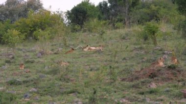 Afrika dişi yavrularını savana çalıların yakınındaki çimenlerin üzerinde dinlenme