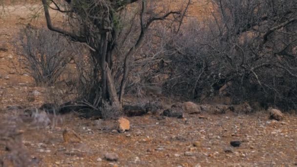 Minsta antilop Dik Dik går genom den afrikanska savannen bland buskarna — Stockvideo