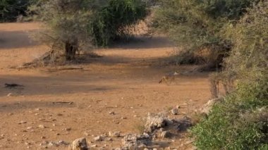 Afrika Kara sırtlı Çakal çalılar arasında tozlu bir Sandy yol boyunca çalışır