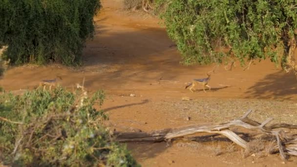 Black-Backed jakhalzen loopt door de Afrikaanse savanne onder de struiken — Stockvideo
