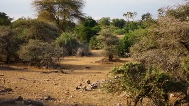 Sciacallo sostenuto nero che corre nella Savana rossa essiccata africana tra i cespugli — Video Stock