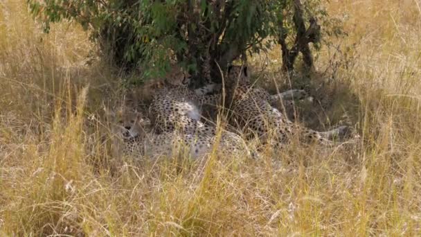 Rodina z africké gepardi odpočívá ve stínu stromu v Savannah