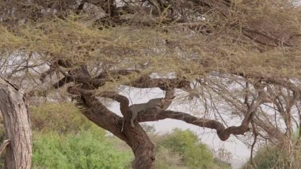 Η λεοπάρδαλη κοιμάται σε ένα υποκατάστημα της ακακίας στην αφρικανική σαβάνα — Αρχείο Βίντεο