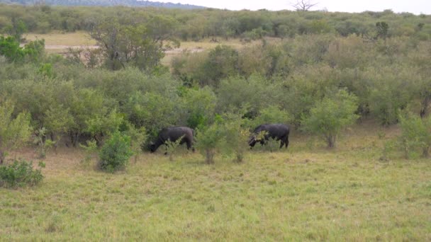 Buffalo betar nära buskarna i den afrikanska savannen — Stockvideo