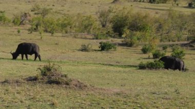 Afrika savana çalıların yakınındaki akdağ yaban Buffalo otlatmak