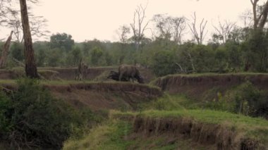 Dağ geçidi arasında Afrika Savannah yağmurda çalılıkları, Buffalo otlatmak