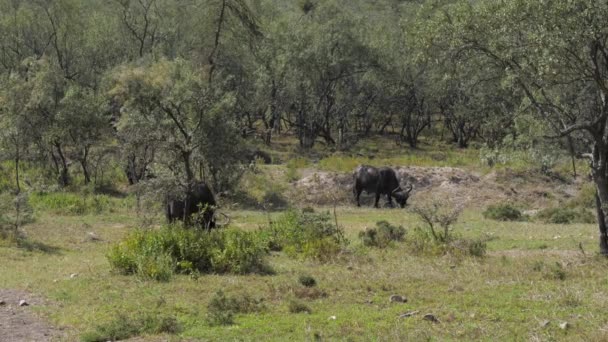 Wild Buffalo Graze On the Grassland Near The Bushes In The African Savannah — стоковое видео