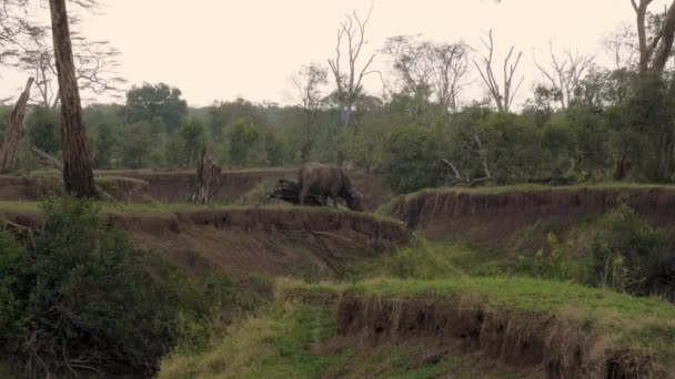 Buffalo Graze en el barranco entre los matorrales en la lluvia en la sabana africana — Vídeos de Stock