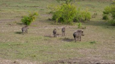 Warthogs taraf için Afrika savana bir Yeşil Mera üzerinde kaçmak