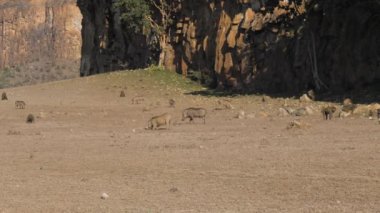 Warthogs ve tozlu ve kurak Afrika Vadisi'nde maymunlar