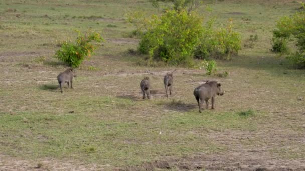 疣猪在非洲大草原上的绿色牧场上跑去两侧 — 图库视频影像