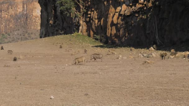 Warthogs e macacos no vale africano poeirento e árido — Vídeo de Stock