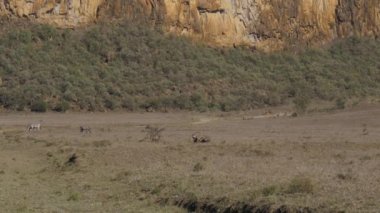 Tozlu ve kurak Afrika Vadisi'nde çayırda Warthogs ve zebralar otlatmak