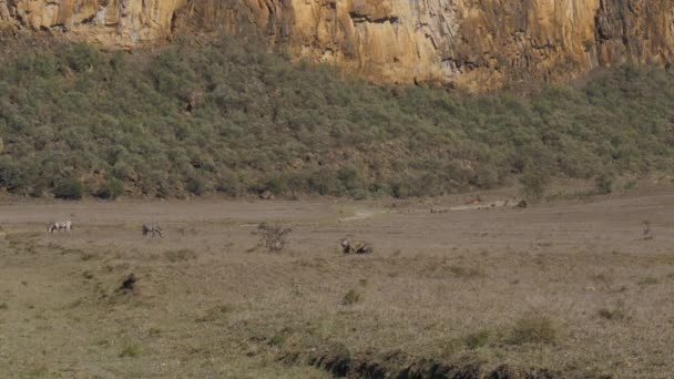 Warthogs y cebras pastan en el prado en el valle africano polvoriento y árido — Vídeos de Stock