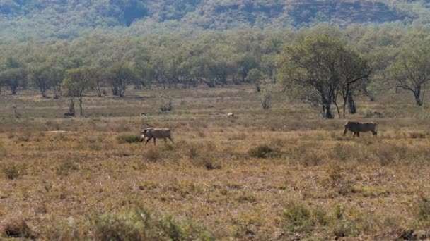 Les phacochères traversent le pâturage dans la savane africaine poussiéreuse et aride — Video